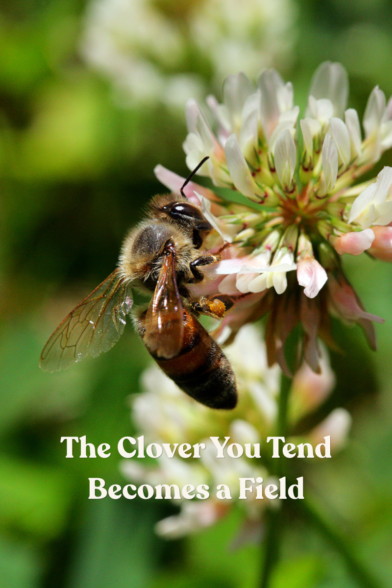 The Clover You Tend Becomes a Field